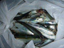 兵突のサビキ釣り情報