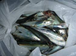 兵突のサビキ釣り情報