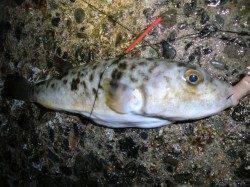 須磨の夜、かなり面白いです！！