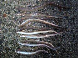 須磨の夜、かなり面白いです！！