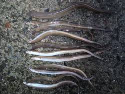 須磨の夜、かなり面白いです！！