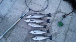 東面石畳でハネ(σ´∀｀)σ南芦屋浜 