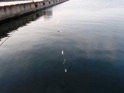 ♪イワシ♪14日夕方泉大津RT