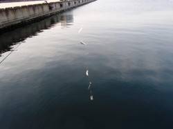 ♪イワシ♪14日夕方泉大津RT 