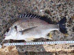 ♪イワシ♪14日夕方泉大津RT