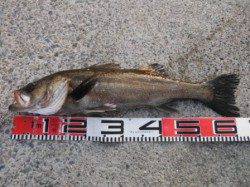 【良型ハネ！夕方にはカタクチイワシも♪】