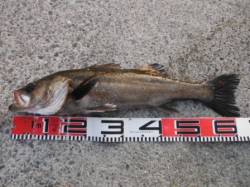 【良型ハネ！夕方にはカタクチイワシも♪】