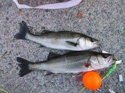 【良型ハネ！夕方にはカタクチイワシも♪】