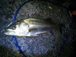 【貝塚港】人と違うカラーに勝機あり？！