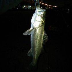 【貝塚港】人と違うカラーに勝機あり？！