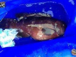 泉佐野食コン　夕方エビ撒きとサビキの釣果