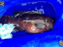 泉佐野食コン　夕方エビ撒きとサビキの釣果