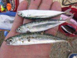 泉佐野食コン　夕方エビ撒きとサビキの釣果