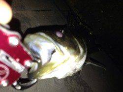 【神戸港湾奥】シーバス絶好調です♪