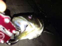 【神戸港湾奥】シーバス絶好調です♪