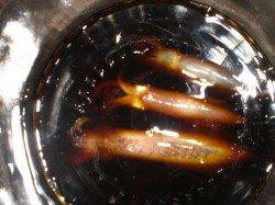 兵突の楽しい夜釣り！