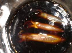 兵突の楽しい夜釣り！