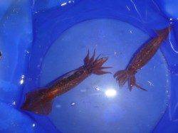 夜の兵突釣りガールもコウイカ！