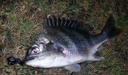 淀川　チヌも釣れています♪