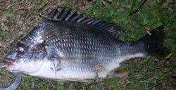 淀川　チヌも釣れています♪