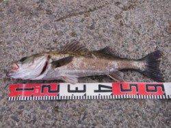 【カタクチイワシ＆スルメイカ♪良型ハネも！】