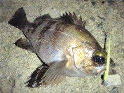 明石方面のメバリング報告