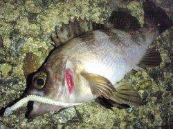 明石方面のメバリング報告