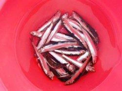 倉庫前でのイワシ♪そして！泉大津ＲＴ！夕方