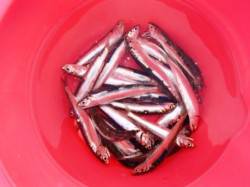 倉庫前でのイワシ♪そして！泉大津ＲＴ！夕方…