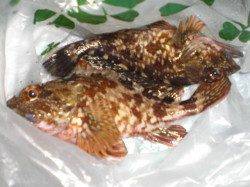 兵突の楽しい夜釣り！