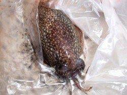 倉庫前でのイワシ♪そして！泉大津ＲＴ！夕方