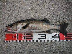 【カタクチイワシ周ってきました！】