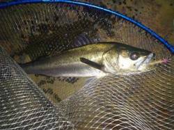 神戸沖堤防シーバス　絶好調！