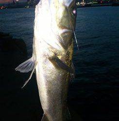 神戸沖堤防シーバス　絶好調！