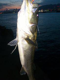 神戸沖堤防シーバス　絶好調！