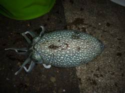 夜の兵突コウイカ、スルメイカ、カミナリイカ…