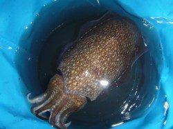 夜の兵突コウイカ、スルメイカ、カミナリイカ！