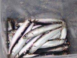 小雨が降る中……泉大津店１９日夕方ＲＴ