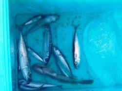 サビキ最新情報!! 泉大津店20日夕方RT…