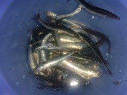 夜の兵突のカタクチイワシ！