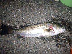 夜の兵突のカタクチイワシ！