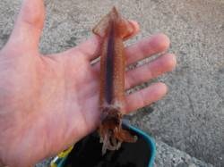 【スルメイカ♪釣れ出しました♪】南芦屋浜