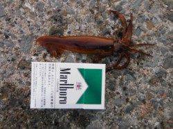 【スルメイカ♪釣れ出しました♪】南芦屋浜