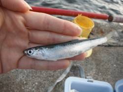 【イワシ・ママカリ】むこがわＲＴ（２２日）…