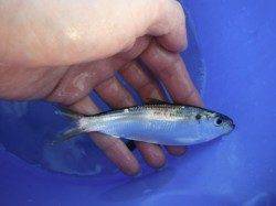 【イワシ・ママカリ】むこがわＲＴ（２２日）