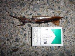 【スルメイカ確認♪います！】南芦屋浜