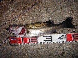 【スルメイカ確認♪います！】南芦屋浜