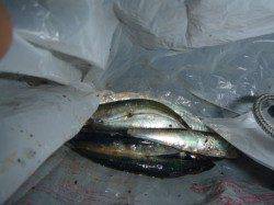 兵突でアジが釣れていました！