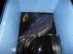 今日も楽しい兵突のイカ釣り！