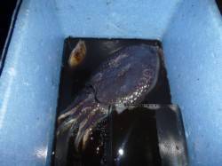 今日も楽しい兵突のイカ釣り！